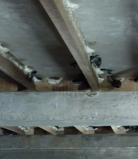 印尼进口燕窝,进口燕窝原料需缴什么税