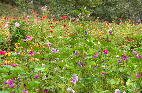漫山花溪谷小院,漫山花溪谷农家乐