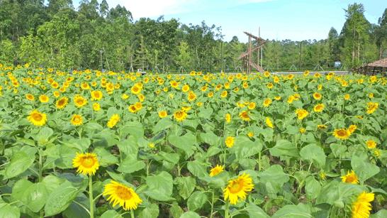 成都双流晚上适合拍照打卡的地方,成都周末打卡推荐双流