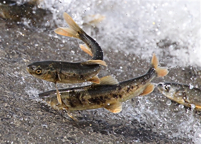 「大力弘扬新青海精神深入实施五四战略奋力推进一优两高」湟鱼洄游，一场伟大的生命礼赞