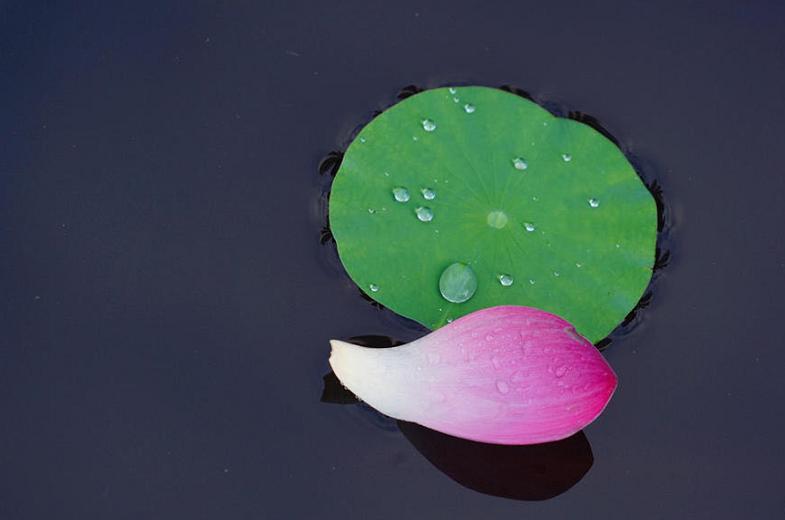 美翻了人间的小桥流水人家,最美的荷花海