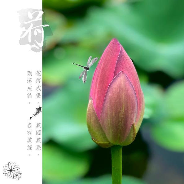 美翻了人间的小桥流水人家,最美的荷花海