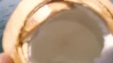 荒岛上只吃椰子可以生存吗,在椰子岛上生存