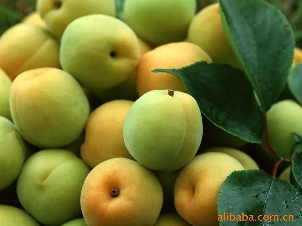 话梅用的是哪种梅,日本话梅是什么梅