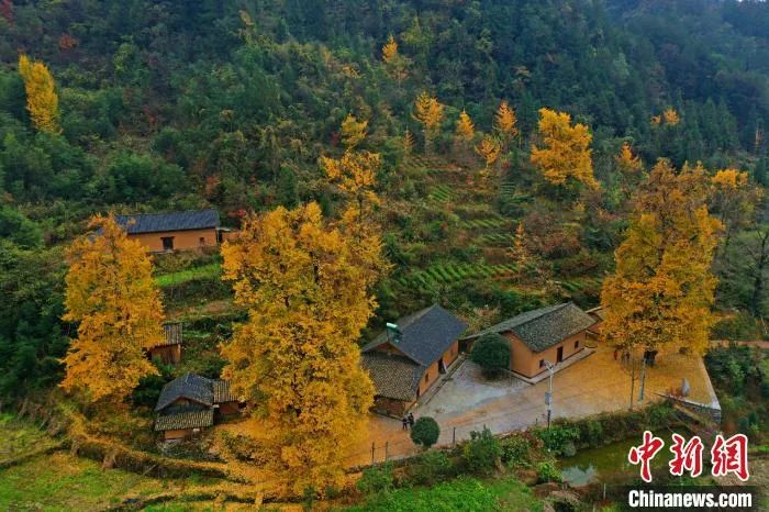 今日白露美句美文,今日白露完整版歌