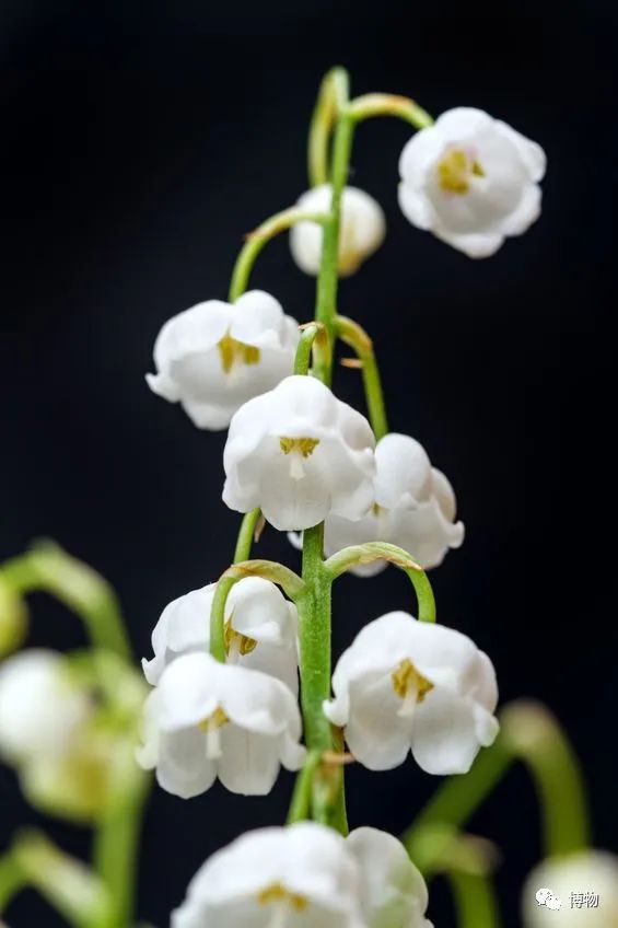 皇室名流捧红的铃兰手捧,你在家就能种