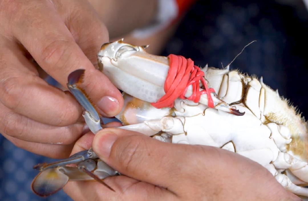 青岛二十四节气白露,二十四节气里的青岛