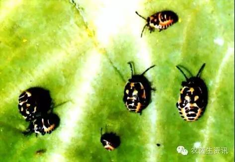 蔬菜害虫图谱,蔬菜害虫100种图谱