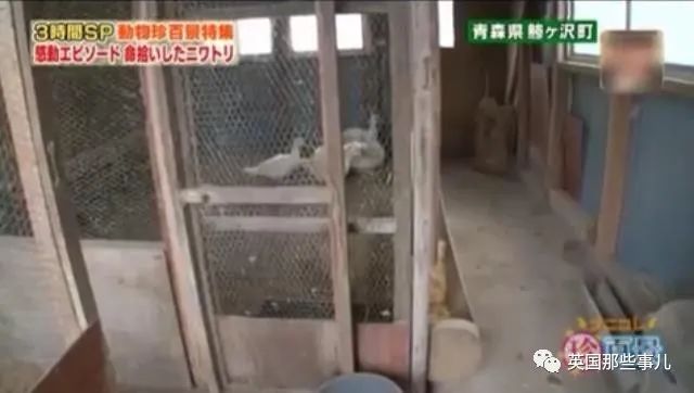 大爷养鸡为吃肉，但却不忍杀鸡。这背后秘密，莫名奇妙可爱