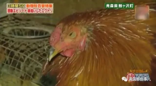 大爷养鸡为吃肉，但却不忍杀鸡。这背后秘密，莫名奇妙可爱