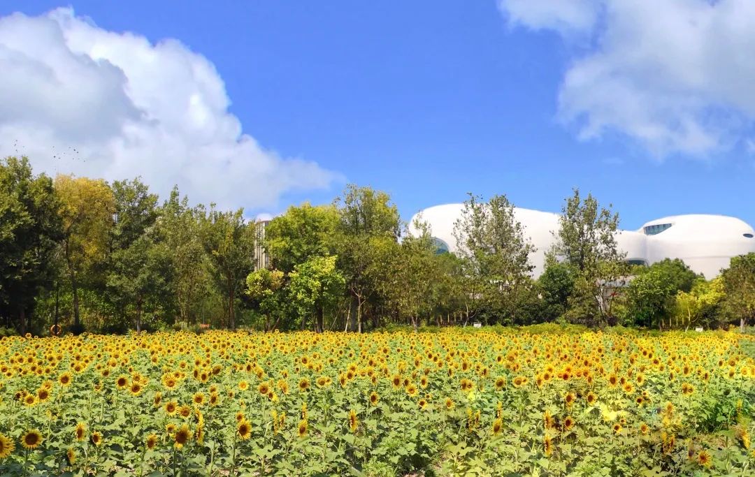 Whoopee!快来晒“太阳”~