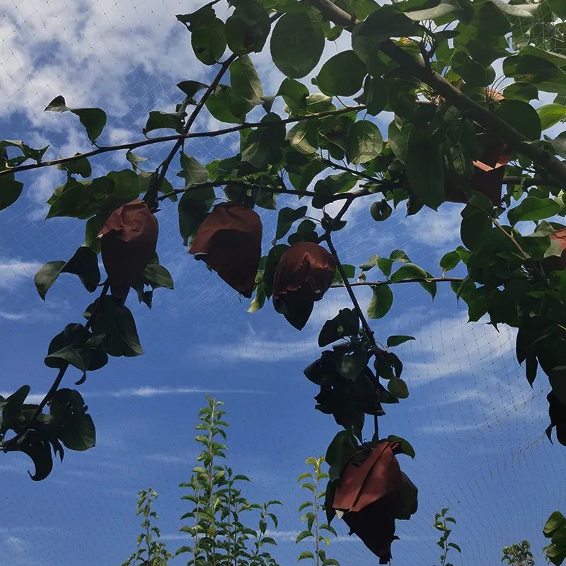 蜜汁秋月梨,冰糖秋月梨脆甜