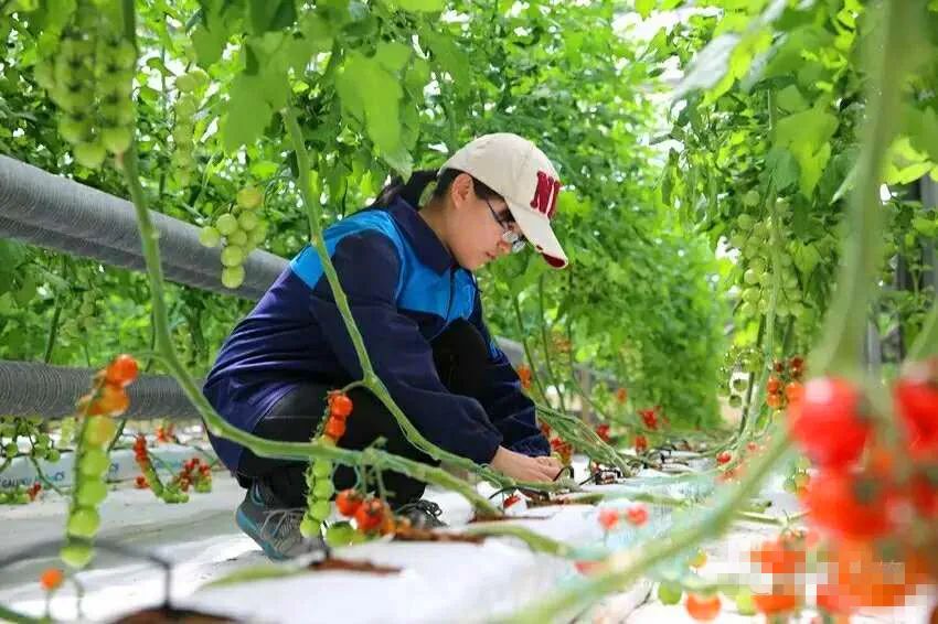 东青帮直播在线观看,东青帮直播在线