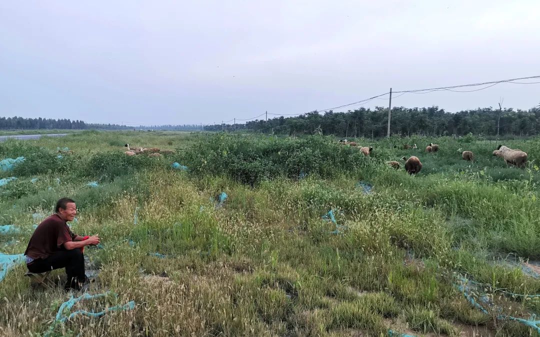 河北成安租8700亩耕地建新区,成安租8700亩地