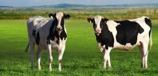 蒙牛乳业2019年发展历程,蒙牛业绩大全