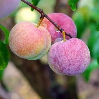 收藏！四川十二月月月hei惊艳