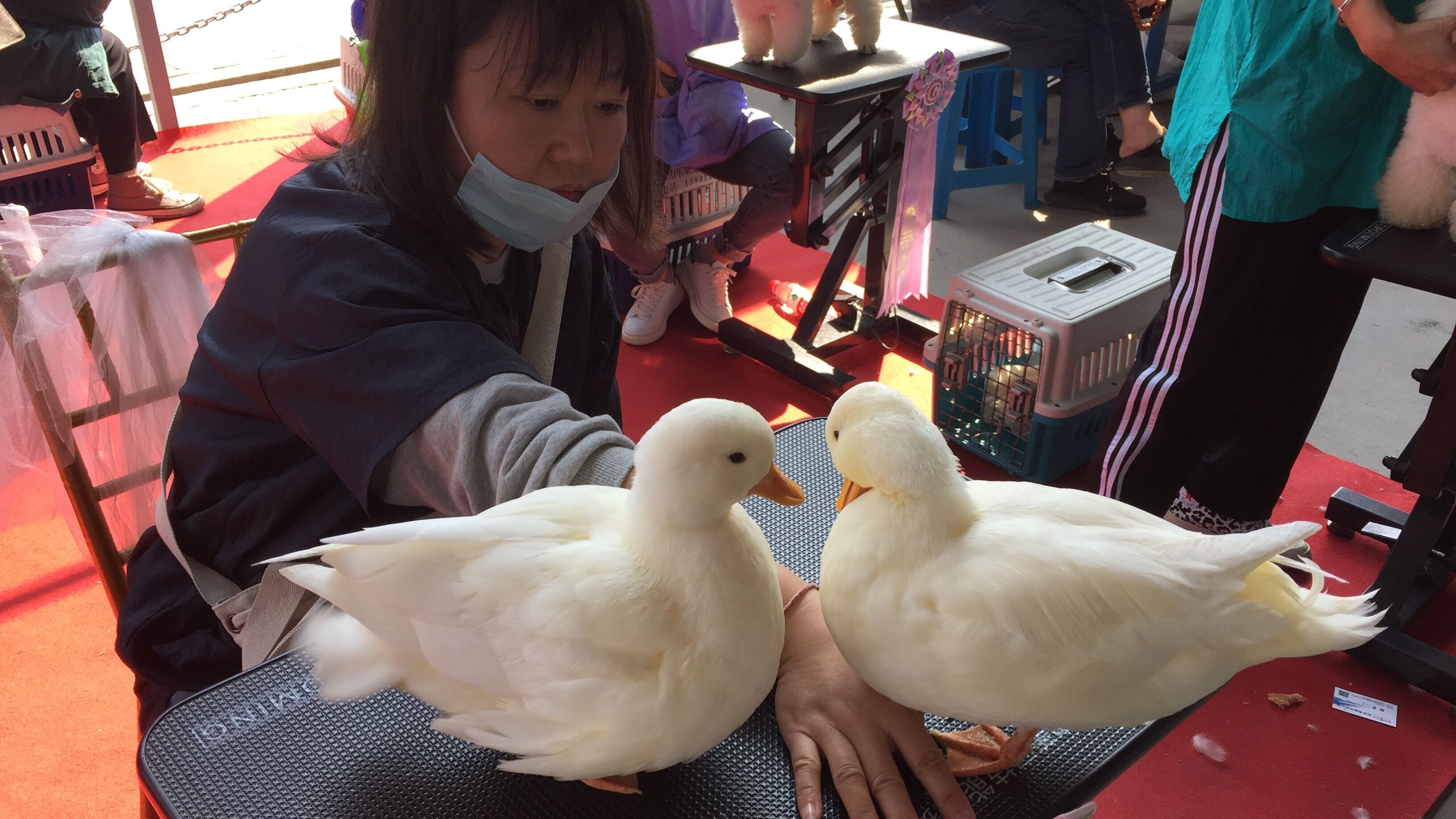 宠物交易应不应该被禁止,宠物交易受法律保护吗