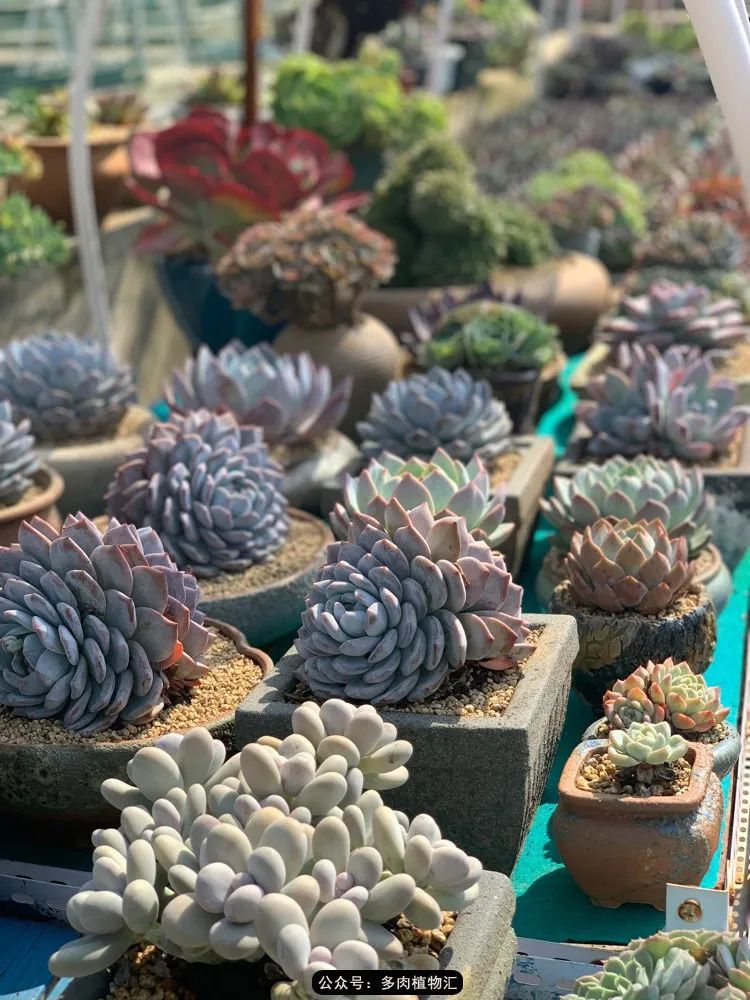 浠庝簯鍗楄繃鏉ュ箍涓滅殑澶氳倝,閬囪澶氳倝鎰熸仼鐢熷懡涓墍鏈夌殑鐩歌瘑