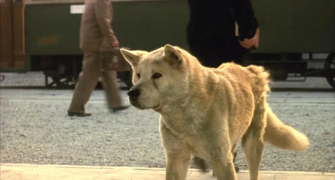 养了十年的狗和出生的婴儿,养了10年的狗和男朋友你选谁