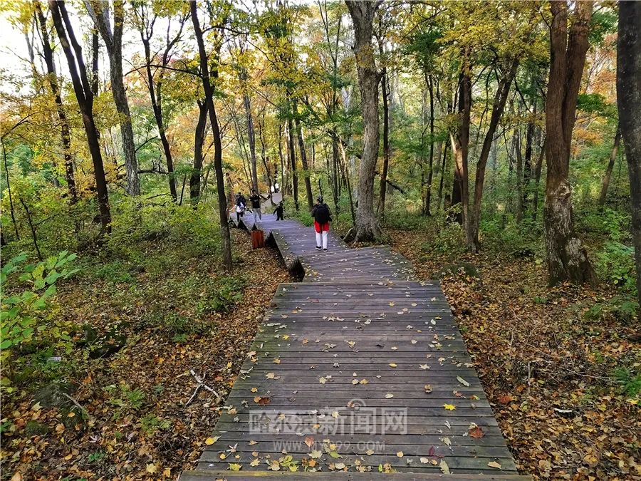 看万山红遍层林尽染全文图片,看万山红遍层林尽染全文朗诵