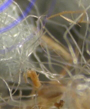 团|墙上插上它，24小时物理除螨，让千万螨虫集体自杀，比太阳暴晒强10000倍