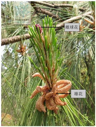 划时代的植物种子有哪些,划时代的植物种子图片