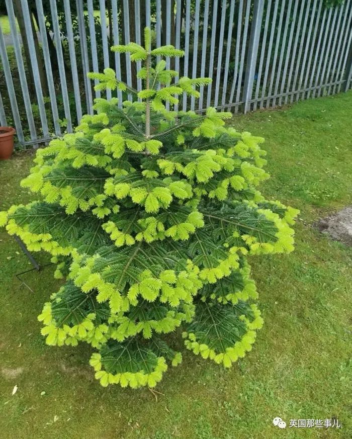 猫头鹰没有眼睛能说话吗,猫头鹰没眼皮