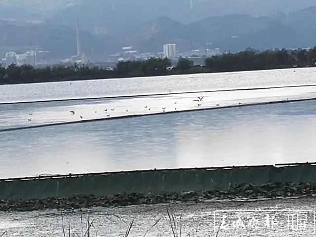 西伯利亚红嘴鸥携带病毒,红嘴鸥迁徙会携带病毒吗