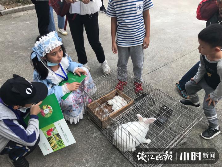 秋日盛宴！赏向日葵花海玩“猫猫兔”，省农科院杨渡科研创新基地多姿多彩