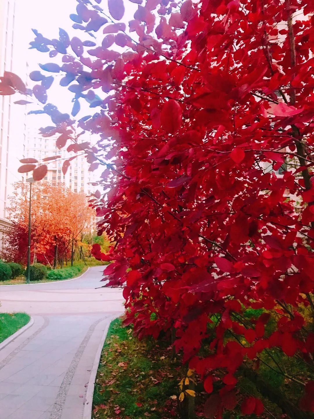 失明16年恢复,红眼病一般治好要花多少时间