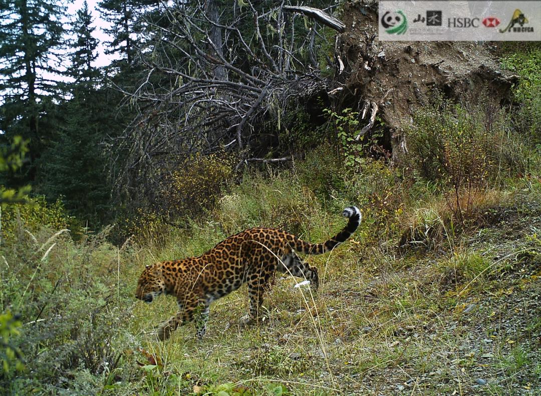 非法野生动物判刑数罪并罚,非法经营野生动物案处决