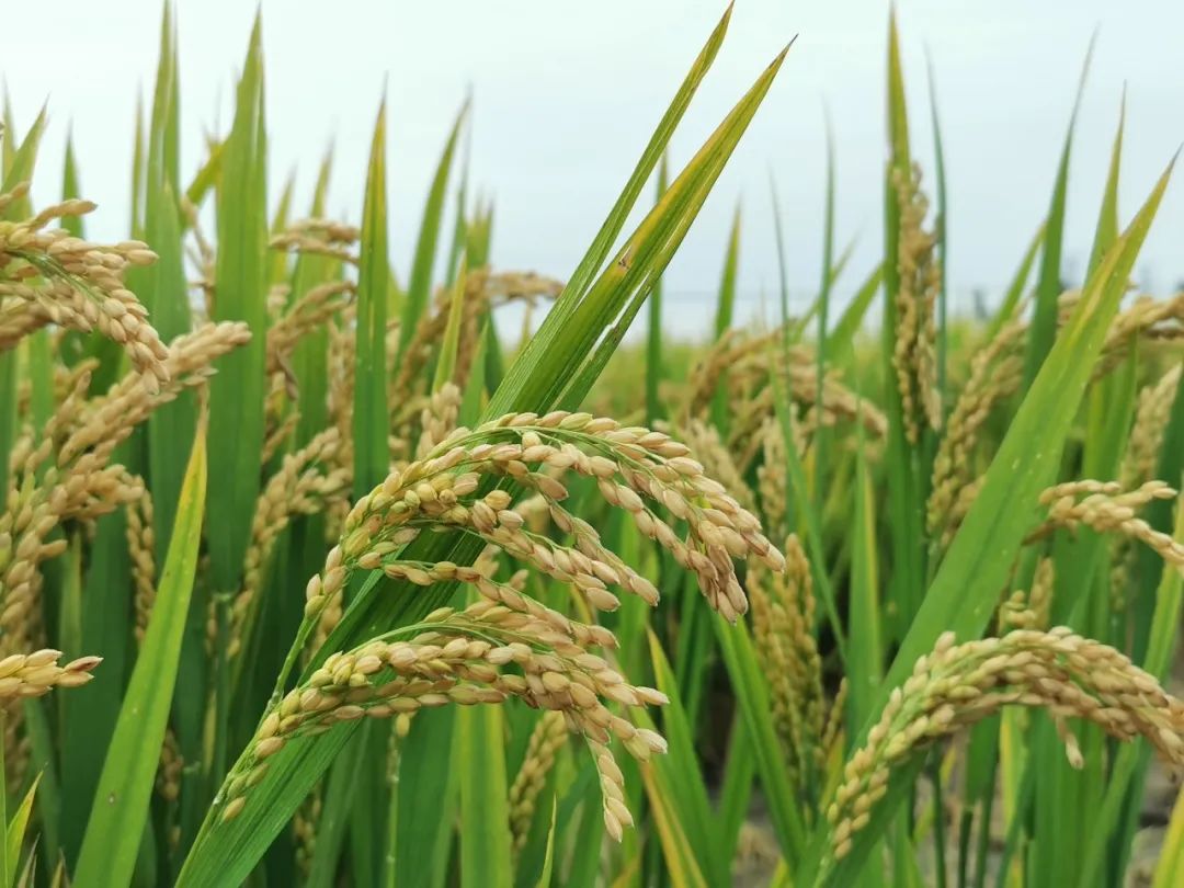 中化农业五合一,中化农业map水稻套餐