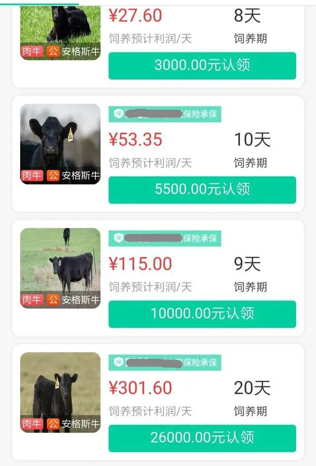 莫让“云养牛”*局骗**毁了“云养殖”经济未来|新京报快评