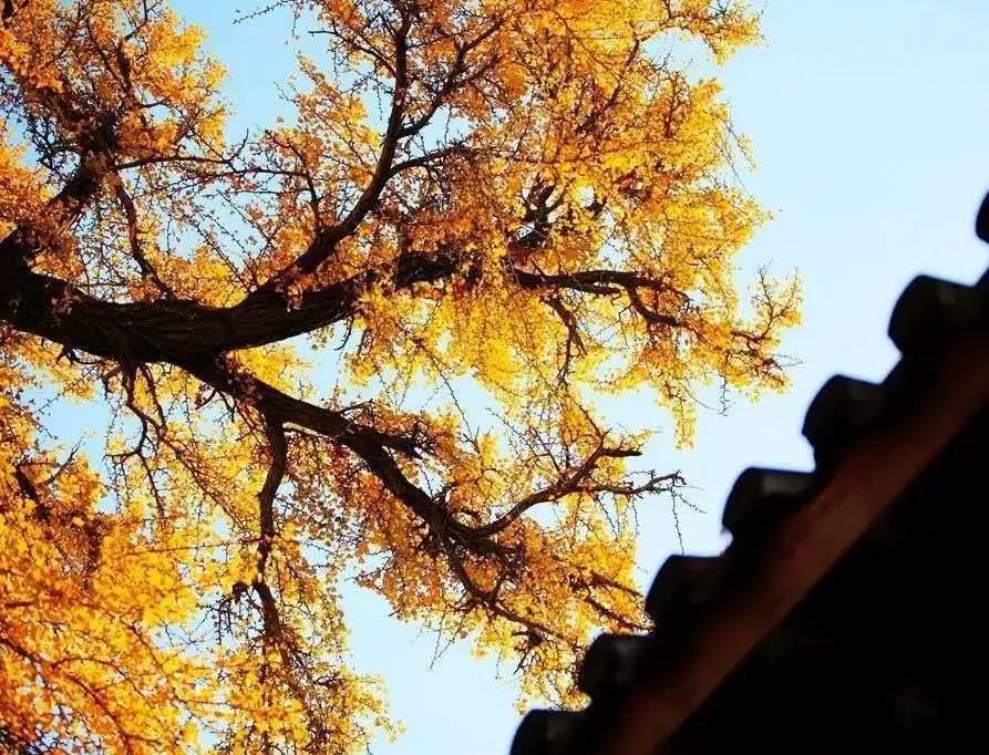 赏秋小众景点推荐,川西赏秋旅游景点