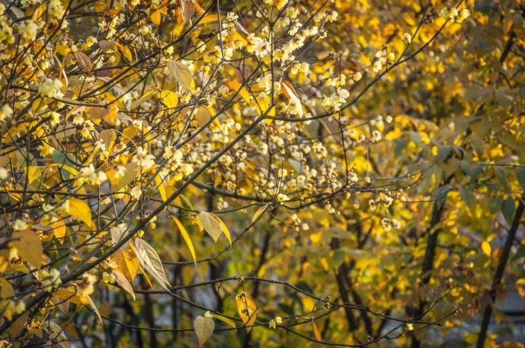 成都1100个公园俯瞰,成都100个公园规划图