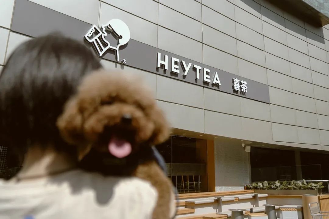 喜茶开放加盟店吗,喜茶开连锁