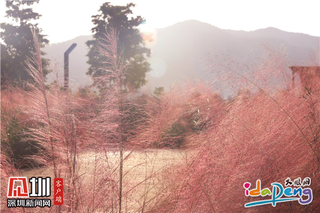 七娘山下禾塘湿地公园,大鹏禾塘湿地公园粉黛乱子草