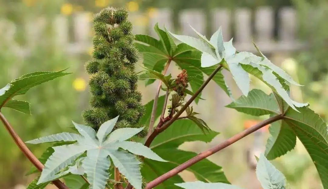 不合格的润唇膏致癌,唇膏选不对有致癌风险
