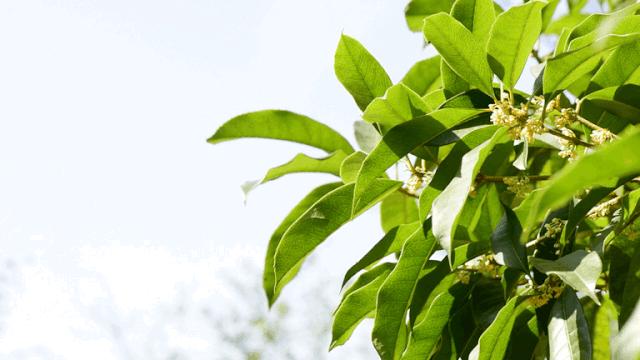 不合格的润唇膏致癌,唇膏选不对有致癌风险