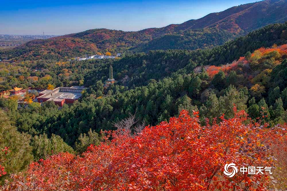 北京香山枫叶纷飞,北京香山红叶盛开