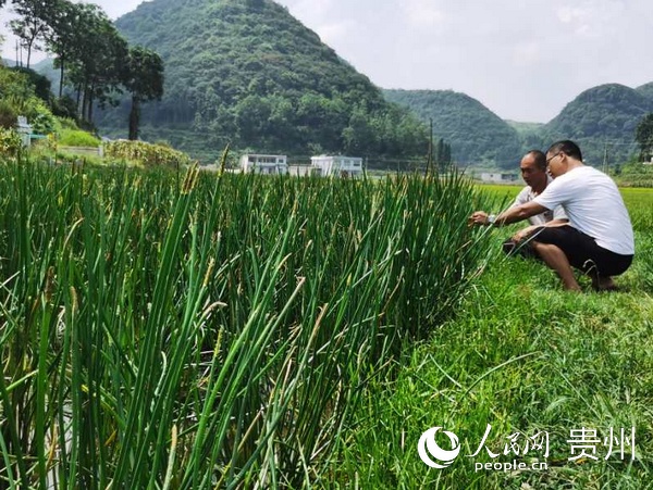 贵州扶贫有哪些政策,贵州精准扶贫六项行动