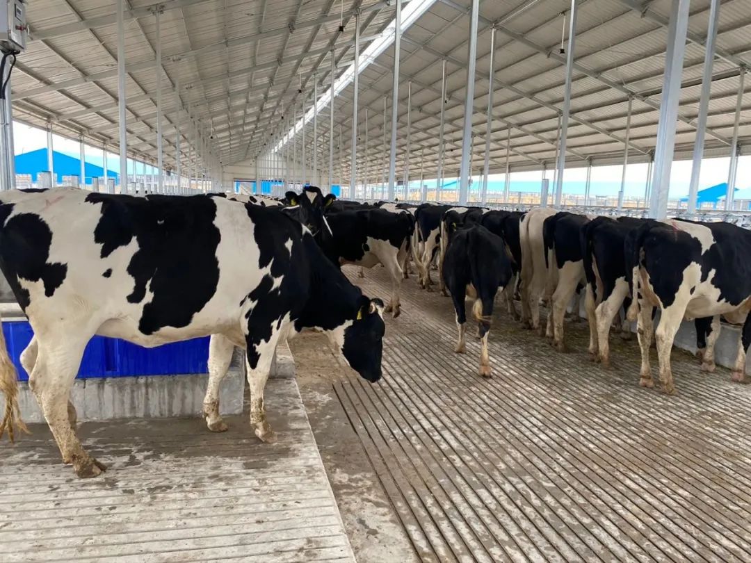 内蒙古赤峰天山的牛,通辽的牛和赤峰的牛区别