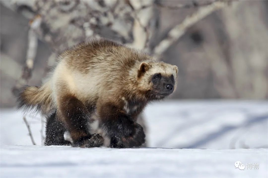 大蟒蛇跟蜜獾,蜜獾捕食大蟒蛇