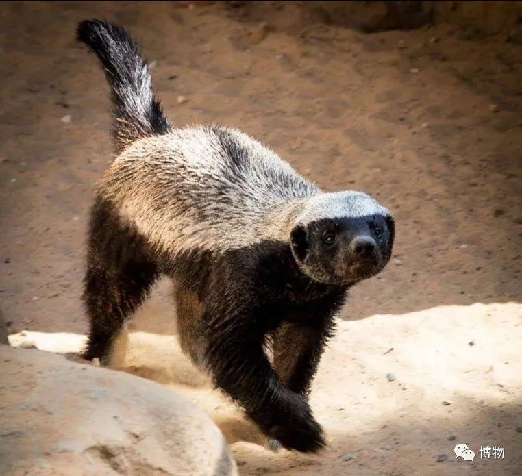 蜜獾被一条蟒蛇生吞了,蜜獾捕食大蟒蛇