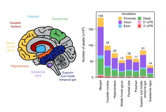 「长文解读」NatGenet︱阿尔茨海默症和帕金森病的单核苷酸多态性研究,揭示两种疾病的遗传风险位点的变异