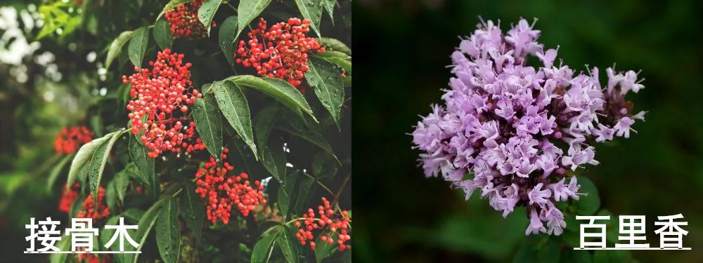 口臭的解决方法胃不好,口臭是不是胃不好了应该怎么调理