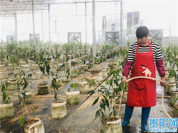 金花茶创新创业,金花茶产业铺就乡村振兴幸福路