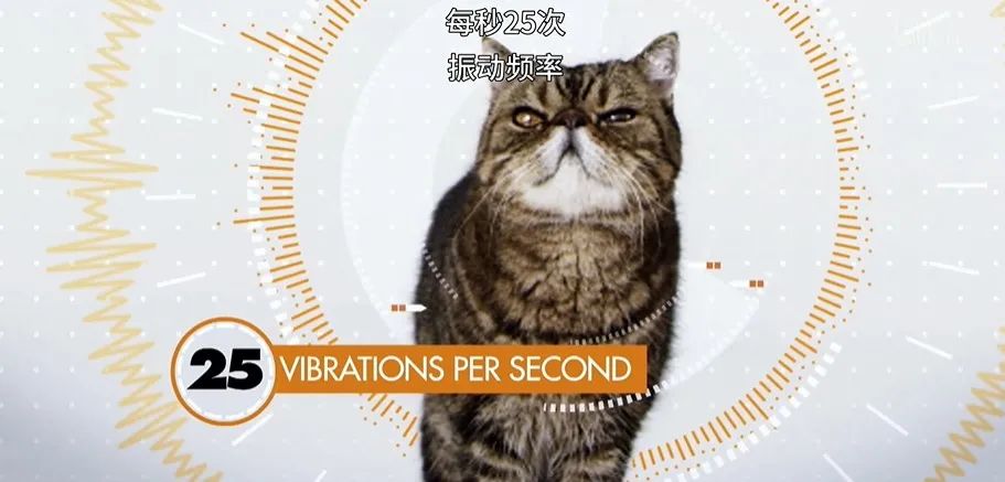 猫的咕噜声能缓解紧张吗,猫的咕噜噜声能够帮助长高吗