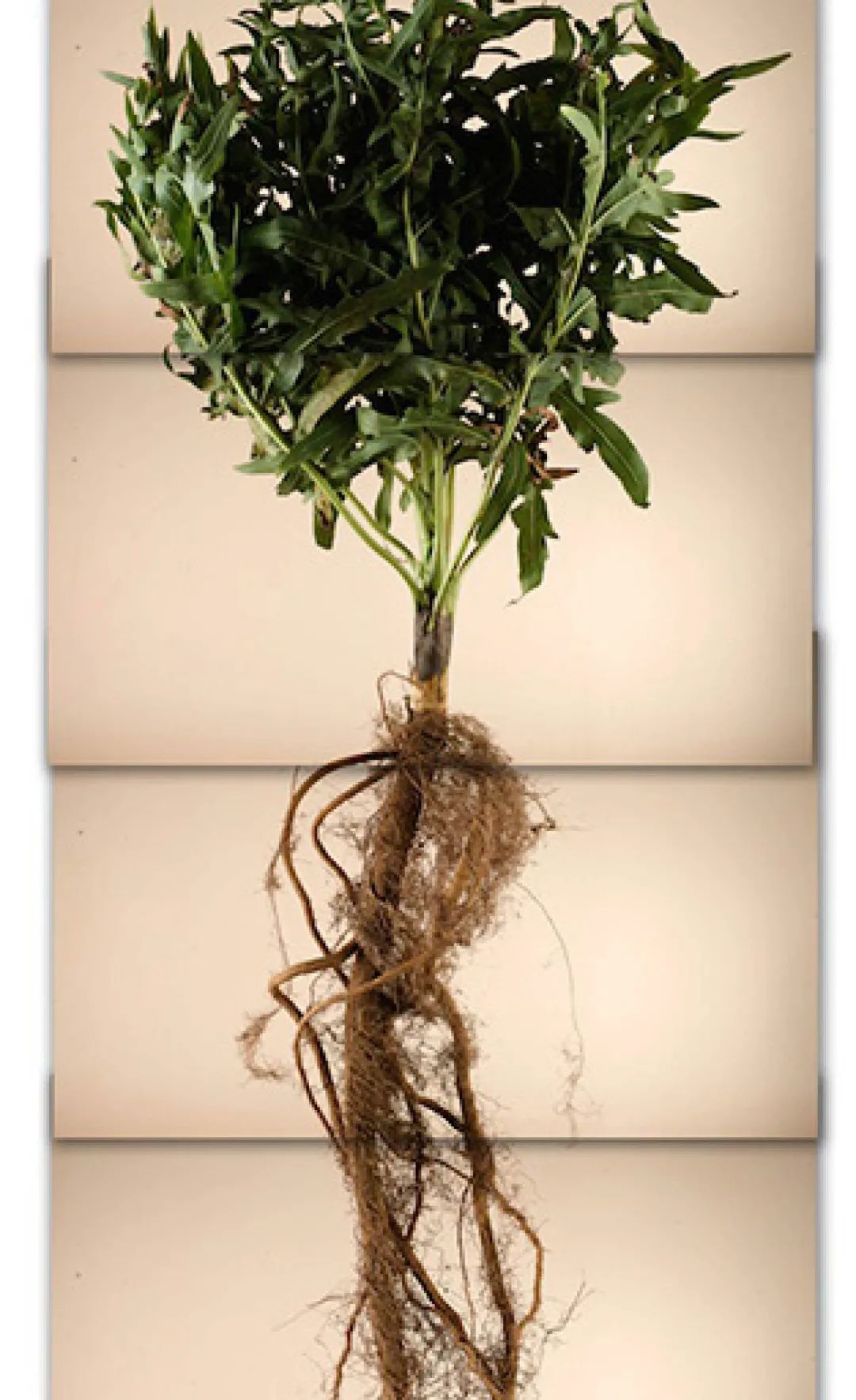 土这种物质，可太冤了