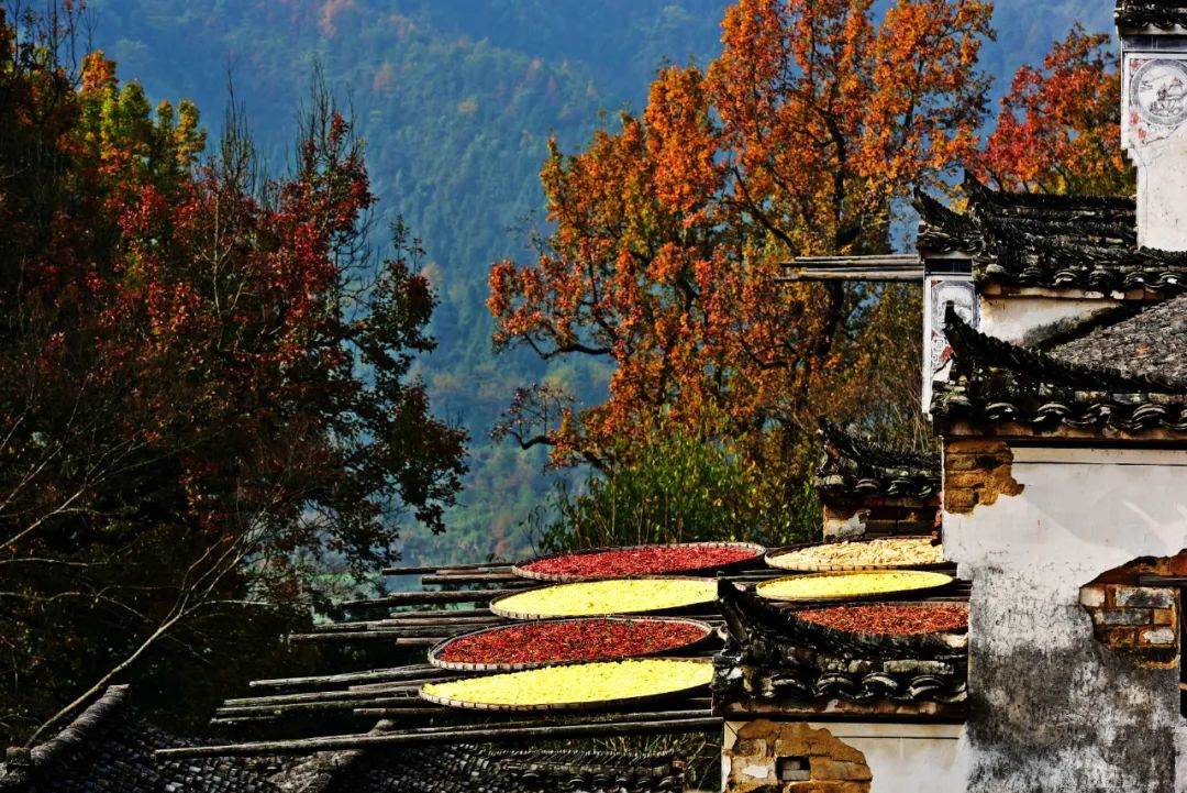 冬天的婺源你见过吗,婺源的秋天到底有多美
